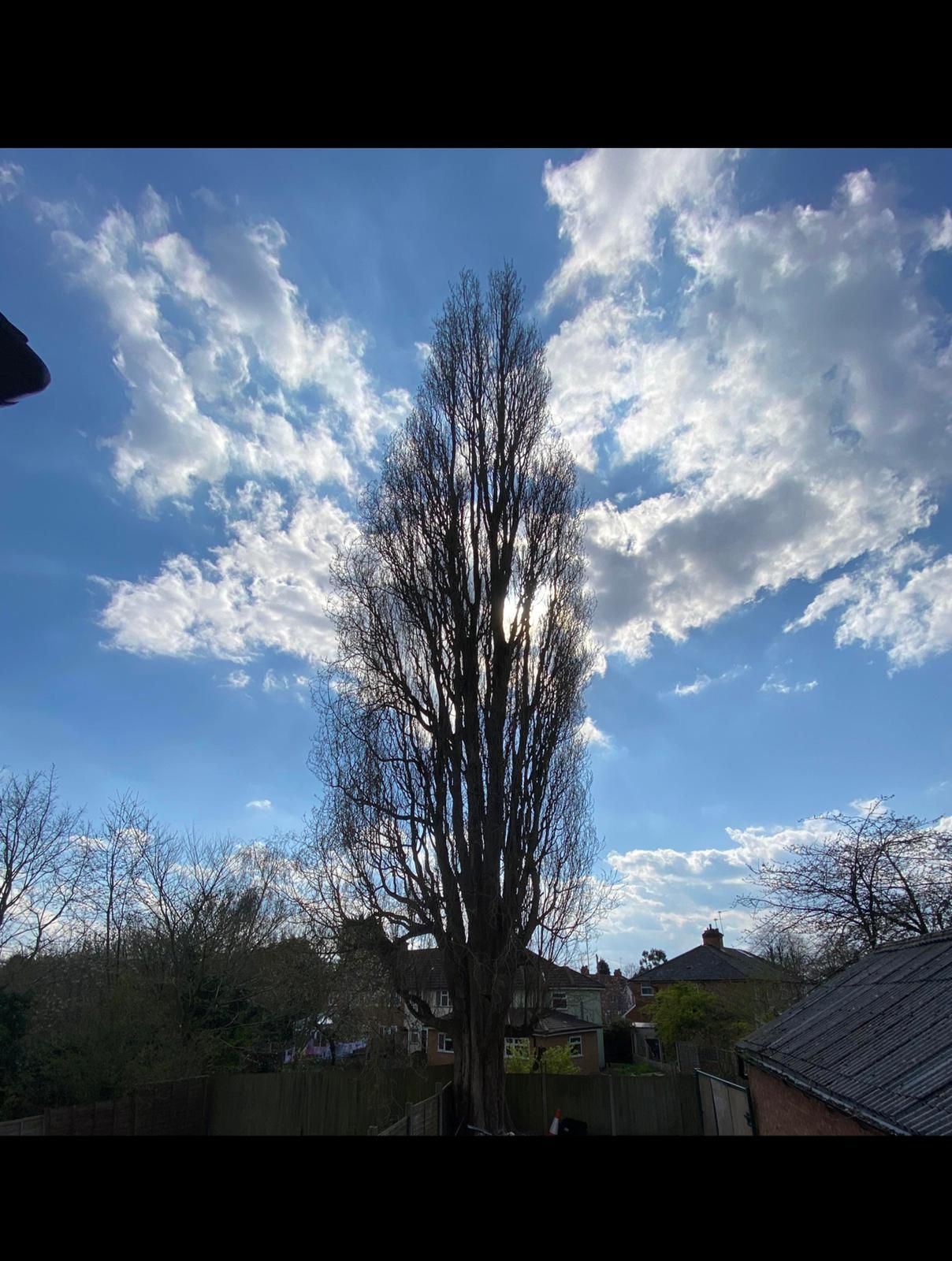 Tree Surgery Birmingham